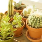 Greenleaf Plant Shop